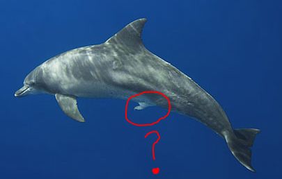 Do Dolphins Have Penis 4